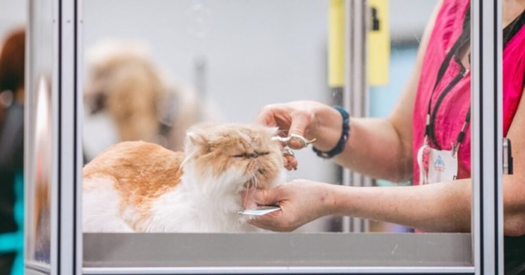 professional haircut with smooth blend